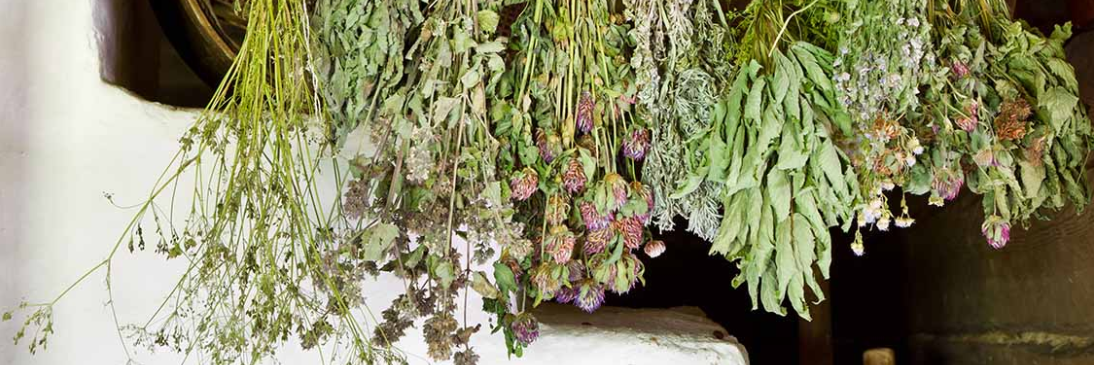 cropped drying herbs photo 1.png